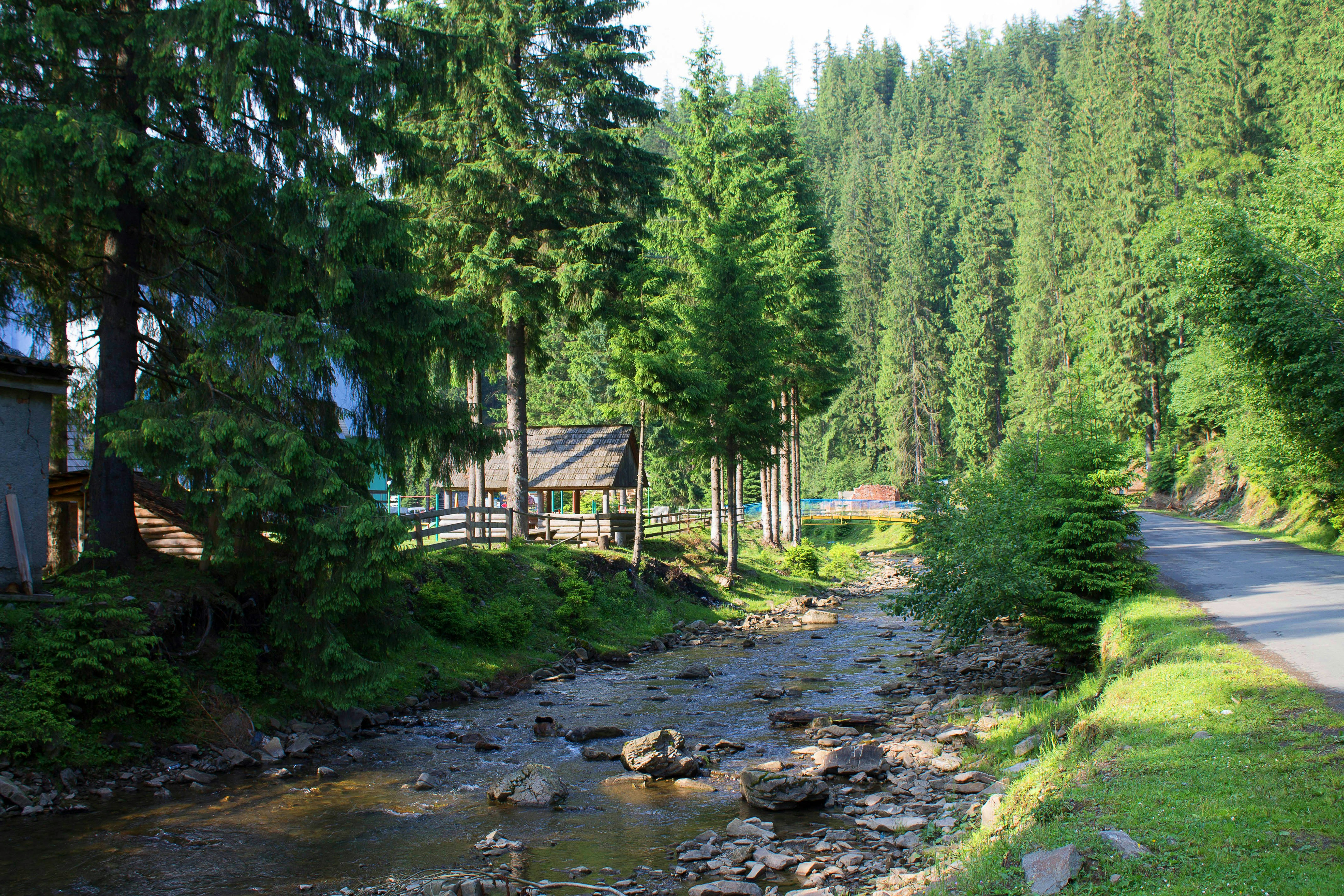 Scenic river flowing through forest landscape